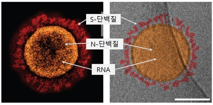▲ 실제 코로나 바이러스(왼쪽)와 인공 코로나 바이러스 유사체의 구조 전자현미경 사진.ⓒ서강대