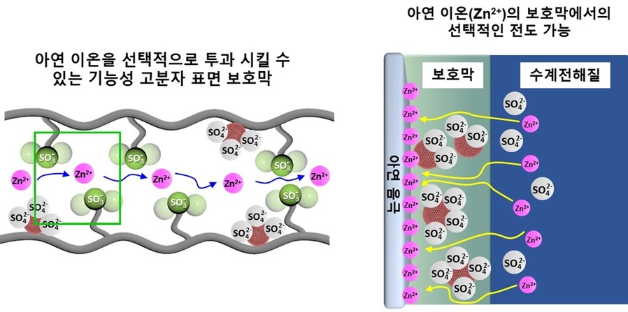 ▲ 아연 이온을 선택적으로 투과시킬 수 있는 기능성 고분자 표면 보호막 모식도.ⓒ한양대