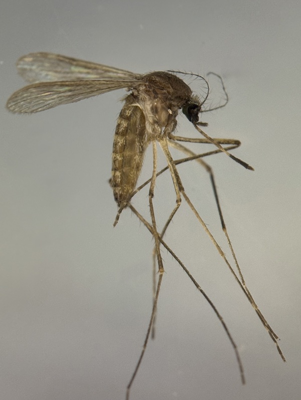 ▲ 일본뇌염 매개모기 ‘작은빨간집모기’.ⓒ충북도