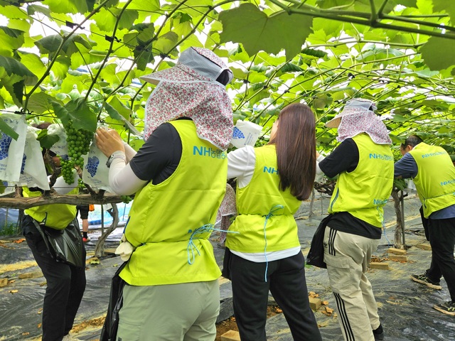 ▲ NH농협카드가 지난 24일 영농철을 맞아 경기도 군포시 부곡동에 위치한 포도 재배 농가를 찾아 농촌일손돕기를 실시했다.ⓒNH농협카드