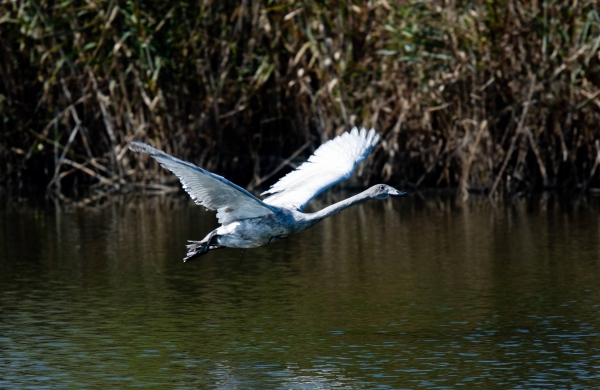 ▲ 에버랜드 큰고니ⓒ에버랜드