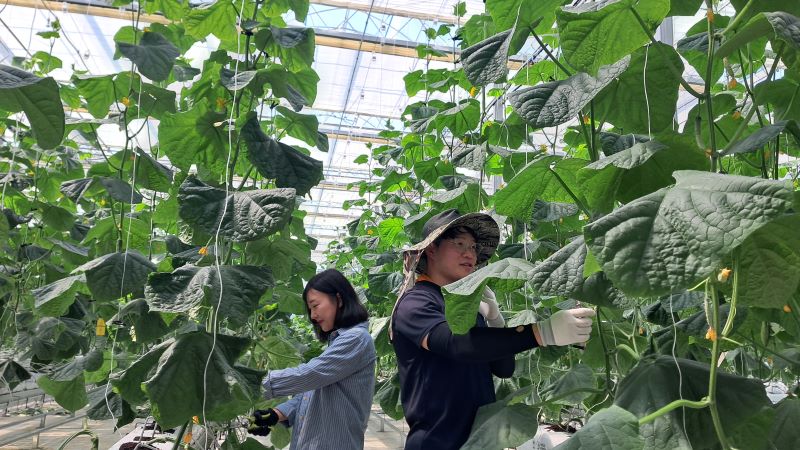 ▲ 천안시농업기술센터가 운영하는 스마트팜 사관학교에서 청년농업인들이 작물을 재배하고 있다.ⓒ천안시