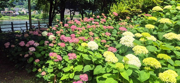 ▲ 대더구는 대청공원에 수국 테마정원을 조성하며 여름의 서막을 알렸다.ⓒ대덕구