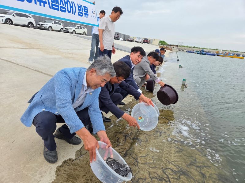 ▲ 아산시가 내수면 생태계 복원을 위해 실뱀장어를 방류하고 있다.ⓒ아산시