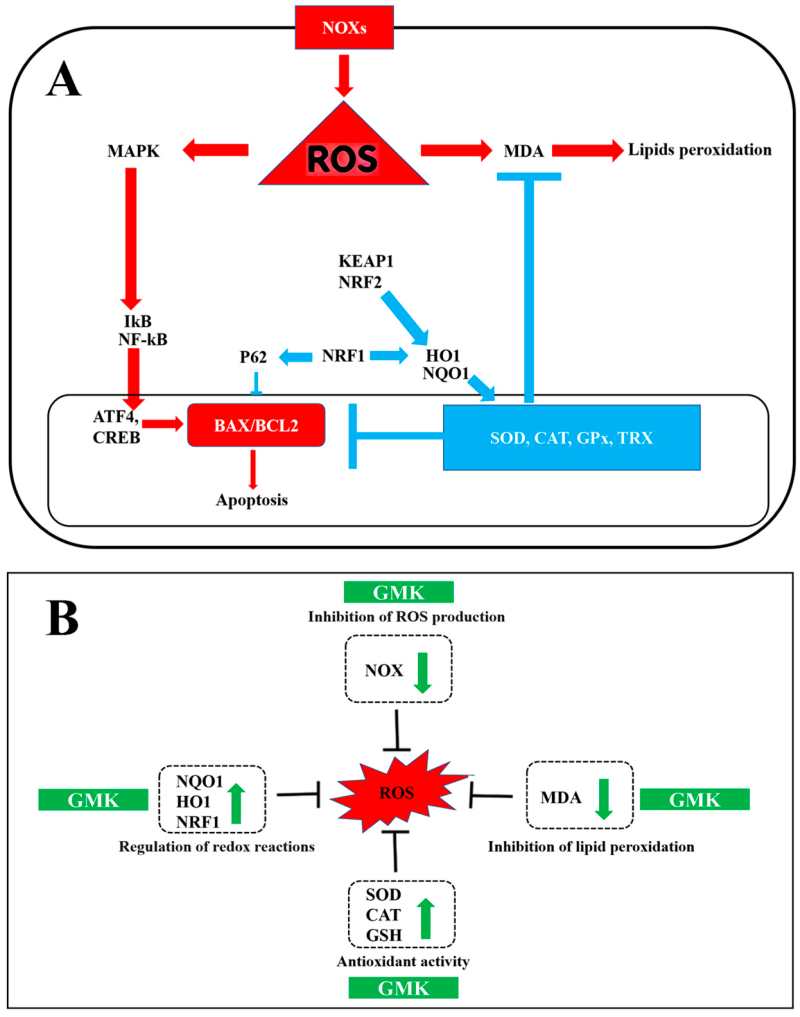 ▲ 글루타메이트에 의해 유도되는 신경 흥분독성 및 염증 반응의 경로와 이에 대한 GMK의 억제 메커니즘(사진 위)과 산화–환원 반응을 중심으로 한 세포 내 방어체계와 GMK의 항산화 경로(사진 아래).ⓒ기운찬 제공