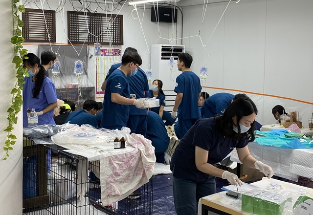 ▲ 루시의 친구들이 지난 24일 '버려진 동물을 위한 수의사회', '국경없는 수의사회'와 함께 경북 안동에서 중성화 수술 등 의료봉사를 진행하고 있다. ⓒ루시의 친구들 제공