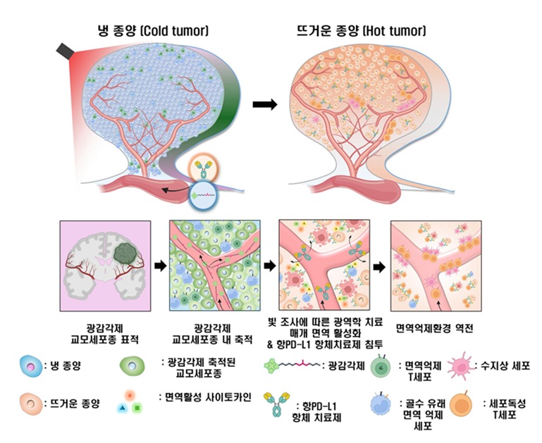 ▲ 교모세포종의 면역 환경을 조절하는 광면역나노플랫폼의 작용 개념도.ⓒ가톨릭대