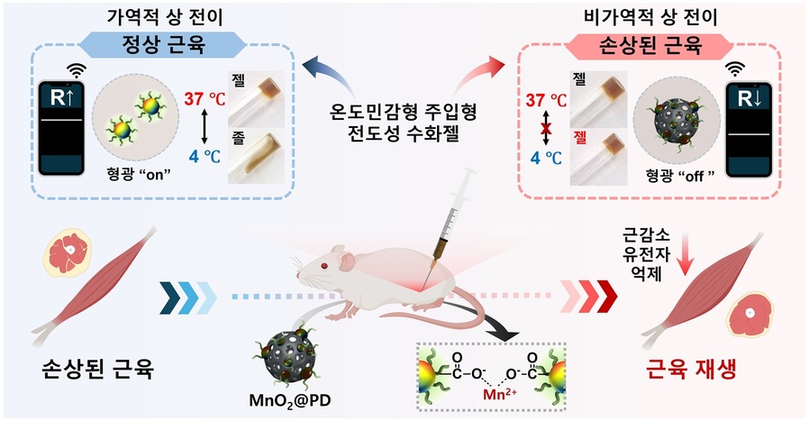 ▲ 손상된 근육 재생을 위한 온도민감형 주입형 전도성 수화젤 모식도. ⓒ국립한국교통대학교
