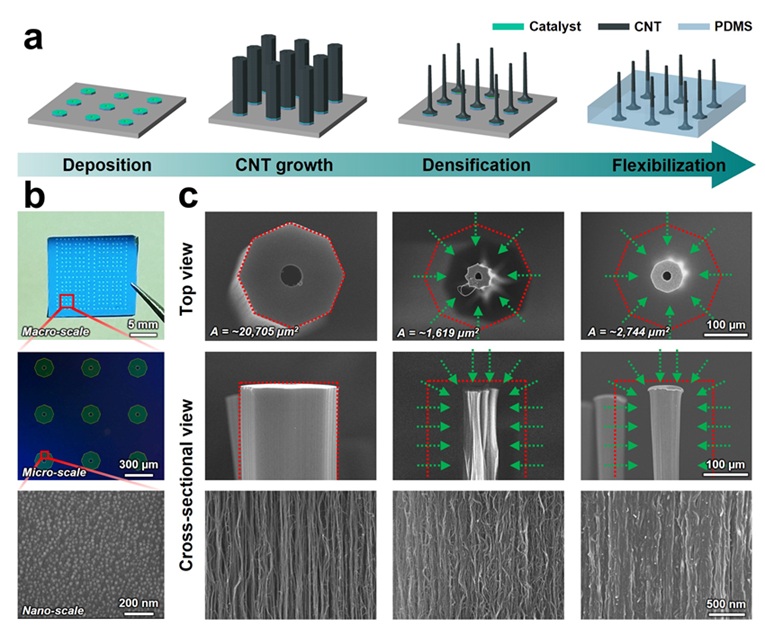 ▲ 유연 3D 탄소나노튜브 미세전극 어레이 제작 과정.ⓒ서울과기대