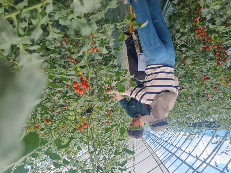 ▲ 천안시농업기술센터가 시설토마토 농가를 대상으로 토마토뿔나방 예찰 지도를 하고 있다.ⓒ천안시