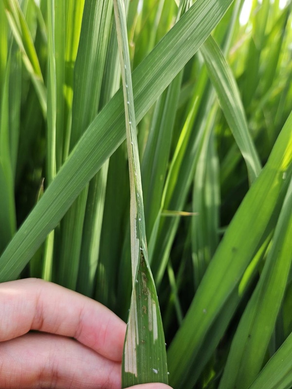 ▲ 벼멸구 피해 사진. ⓒ청주시