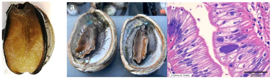 ▲ 정상 전복(왼쪽), X. californiensis에 감염된 전복(중간)과 감염된 조직(오른쪽). ⓒ해양수산부