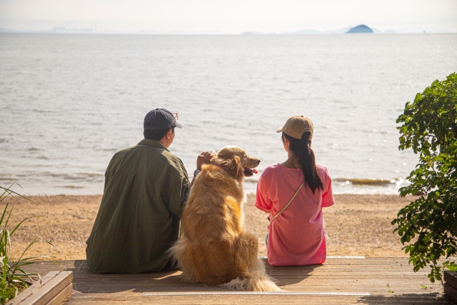 ▲ 반려견과 솔숲 산책하기 ‘화성 궁평오솔로파크’ ⓒ경기관광공사 제공