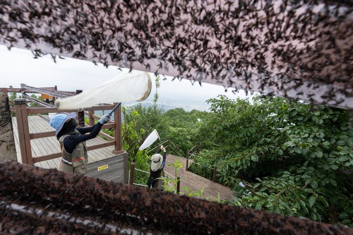 ▲ 4일 환경부 및 소속기관 직원들이 인천 계양구 계양산에서 러브버그(붉은등우단털파리) 성체를 제거하기 위해 송풍기와 포충망을 활용하여 방제 작업을 하고 있다. ⓒ뉴시스
