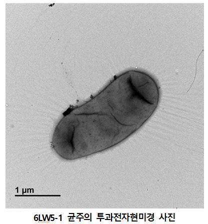▲ 균주의 투과전자현미경 사진ⓒ