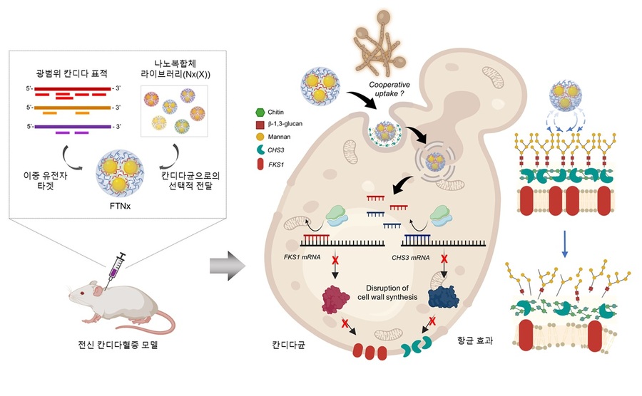 ▲ 병원성 칸디다균을 표적하는 유전자 치료제 FTNx의 작동원리 모식도.ⓒKAIST