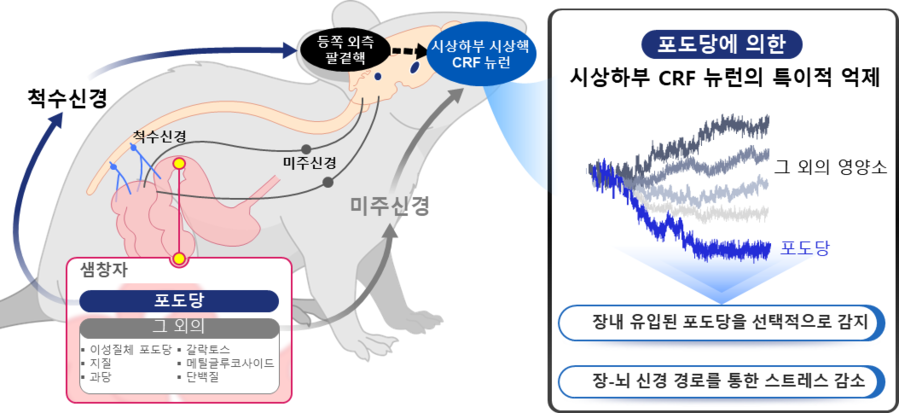 ▲ 연구 그림.ⓒKAIST