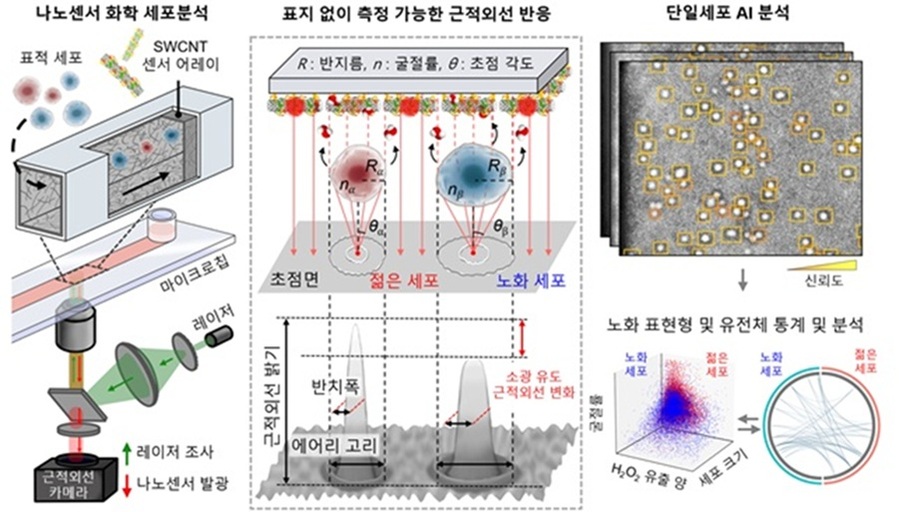 ▲ SWCNT 근적외선 센서 어레이가 결합된 미세 채널과 AI를 통한 세포 노화 분석법 개요도.ⓒ성균관대