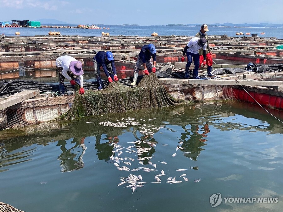 ▲ 2024년 8월 12일 충남 태안군 안면읍 대야도 양식어민이 폐사한 우럭들을 건져내고 있다. ⓒ연합뉴스