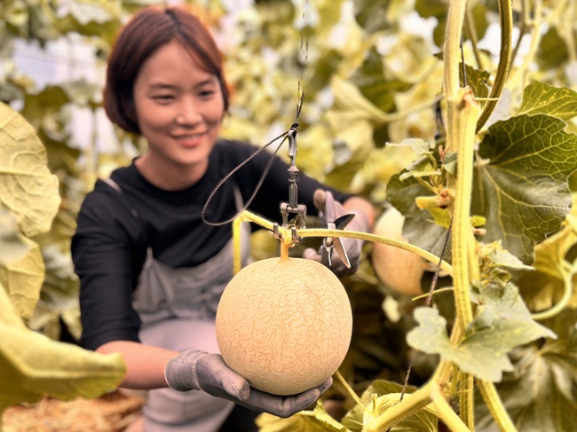 ▲ 인제를 대표하는 여름철 농특산물인 '꿀찬멜론'이 9월말까지 본격 출하된다.ⓒ인제군