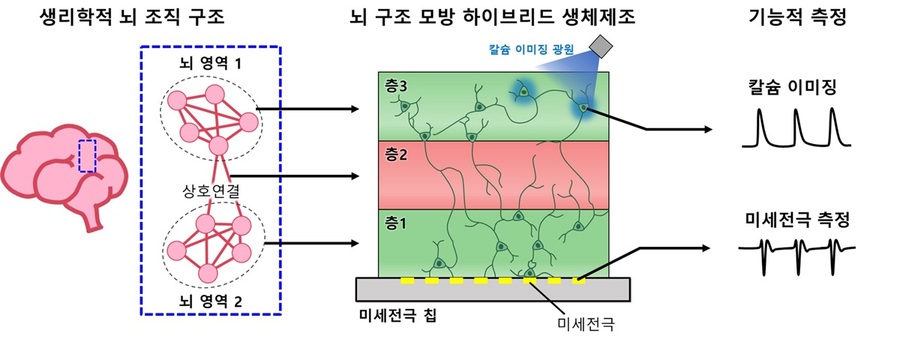 ▲ 뇌구조 모방 신경 네트워크 모델 구축과 기능적 측정 기술이 통합된 플랫폼.ⓒKAIST