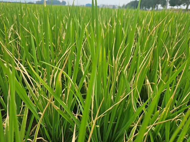 ▲ 아산시가 ‘해맑은 품종’ 벼 포장에서 도열병 병징 및 피해를 확인하고 농가에 적기 방제를 당부하고 있다.ⓒ아산시