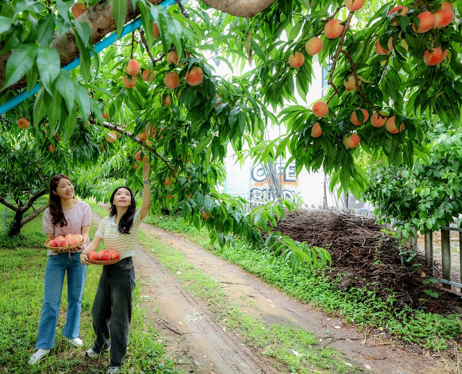 ▲ 푸르른 산자락과 황금빛 햇살이 키운 청도 복숭아가 드디어 달콤한 향기를 머금고 출하를 시작했다.ⓒ청도군