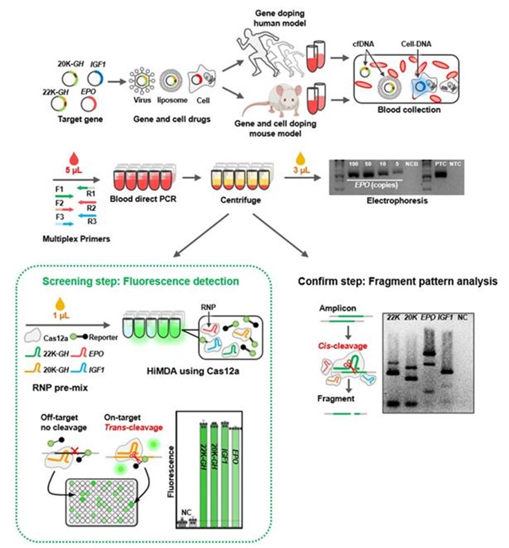 ▲ CRISPR-Cas12a 시스템과 blood direct PCR을 통합해 유전자 및 세포 도핑 유전자를 동시에 고감도로 분석하는 HiMDA 플랫폼의 전체 흐름을 시각화한 이미지.ⓒ고려대