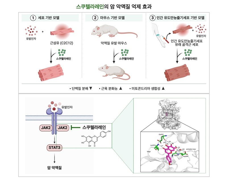 ▲ 세포 및 동물실험을 통해 스쿠텔라레인이 암 악액질로 인한 근육 위축을 억제하고 근육 기능을 회복시키는 기전을 보여주는 모식도.ⓒ연세대