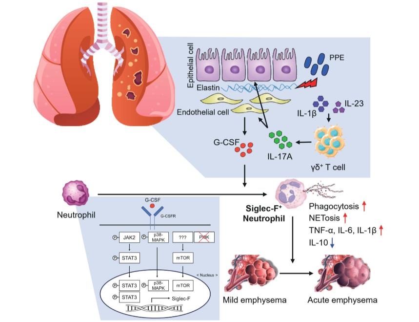 ▲ 인터류킨-17A-G-CSF 축에 의한 병원성 Siglec-F+ 호중구의 분화 기전.ⓒ성균관대