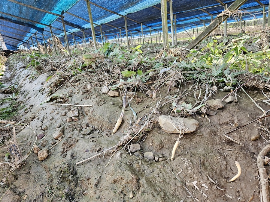 ▲ 지난 16~18일 충남지역에 내린 극한호우로 인해 인산밭이 침수돼 큰 피해를 입었다.ⓒ충남도