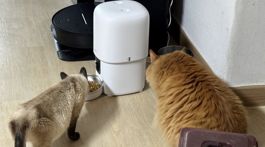 ▲ 냥이들이 스마트 팻캠 자동급식기에서 사료를 먹는 모습. ⓒ김재홍 기자