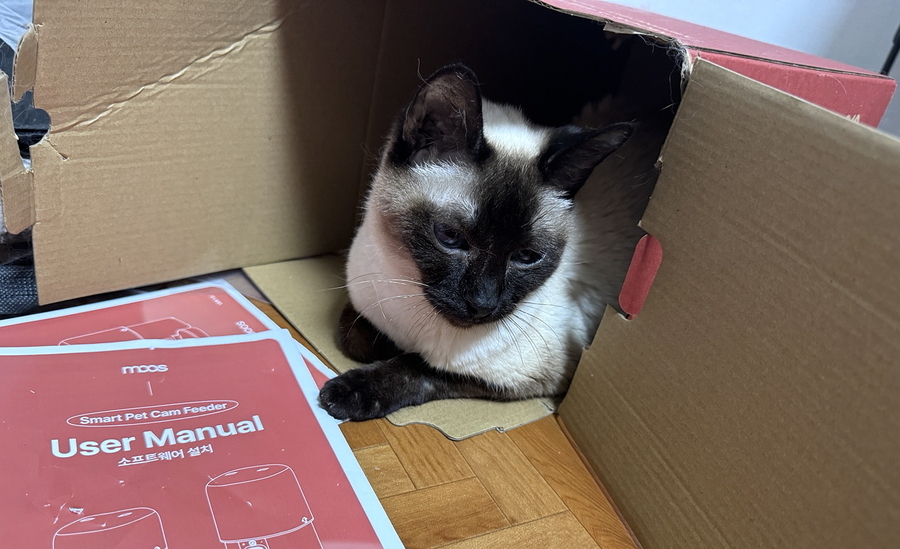 ▲ 고양이들은 상자에도 관심을 보였다. ⓒ김재홍 기자