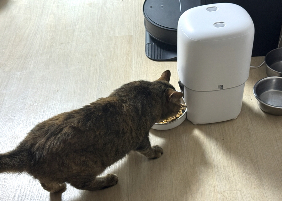 ▲ 냥이가 실제로 자동급식기에서 사료를 먹는 모습. ⓒ김재홍 기자
