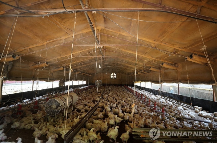 ▲ 폭염이 이어지는 가운데 9일 낮 충북 제천시 수산면의 한 육계농장에 닭들이 사육되고 있는 모습. ⓒ연합뉴스