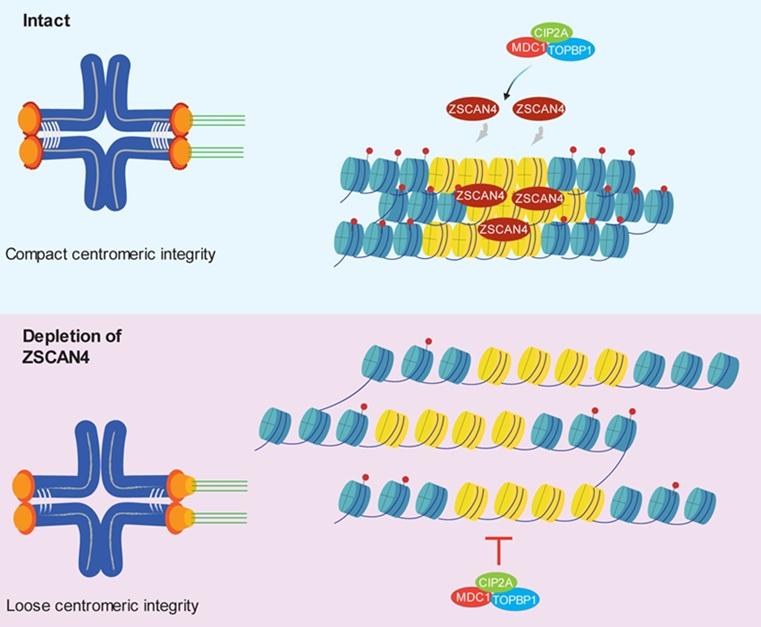 ▲ ZSCAN4의 중심절 안정성 유지 기전 모델을 설명한 그림.ⓒ성균관대