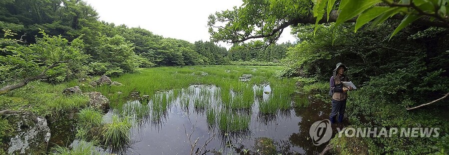 ▲ 영아리오름 습지 ⓒ연합뉴스