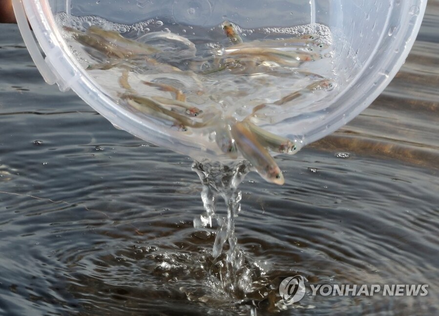 ▲ 치어 방류 ⓒ연합뉴스