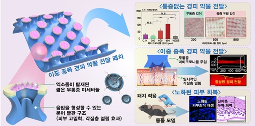 ▲ 피부 깊숙한 진피층까지 약물 전달 가능한 이중 증폭 경피 약물 전달 패치의 구조 및 작용 메커니즘.ⓒ성균관대