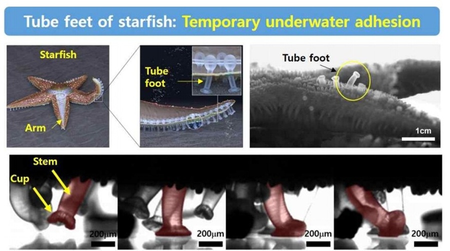 ▲ 불가사리 관족 움직임.ⓒ서울과기대
