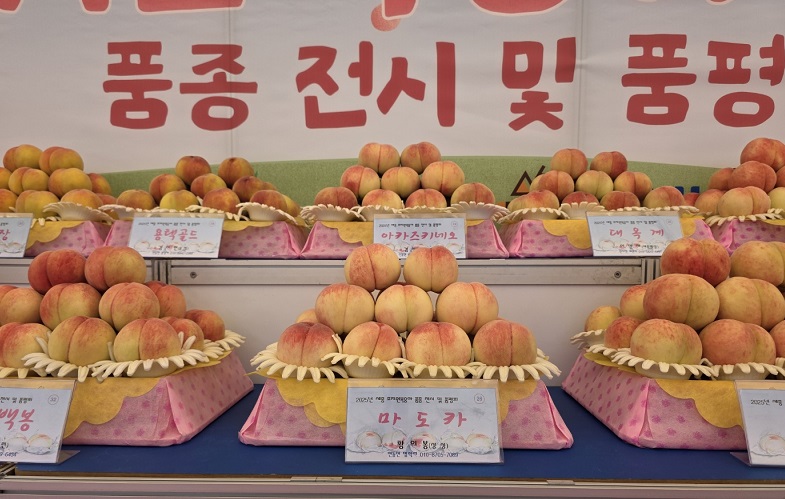 ▲ 세종시가 25일 시민운동장에서 열린 ‘제23회 세종 조치원복숭아 축제’ 부대행사로 ‘복숭아 품종 전시 및 품평회’를 하고 있다.ⓒ세종시