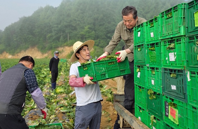 ▲ 김진태 도지사가 농업인들과 함께 고랭지 배추 수확 작업을 함께했다.ⓒ강원특별자치도