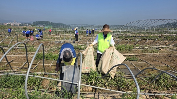 ▲ 한국자유총연맹 부여군지회가 지난 25일 예산 고덕면에서 피해 농가의 하우스 잔해를 정리하며 복구 활동을 지원하고 있다.ⓒ부여군