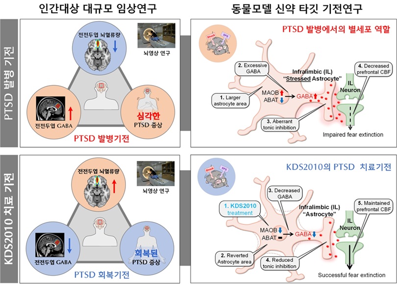 ▲ PTSD에서 별세포의 GABA(감마-아미노뷰티르산) 조절 메커니즘과 신약 KDS2010의 치료 효과를 도식화한 그림.ⓒ이화여대