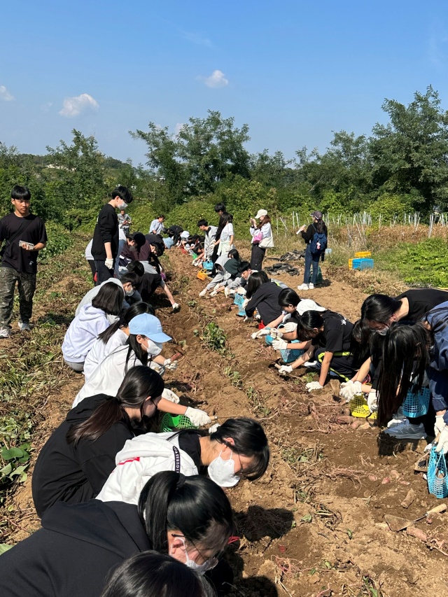 ▲ 인처골마을 고구마 심기 체험ⓒ안성시 제공