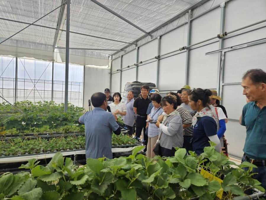 ▲ 함평군, 딸기 농가 역량 강화 ‘속력’…선진지 견학 성료_순창군 유인육묘 포장 현장교육.ⓒ함평군 제공