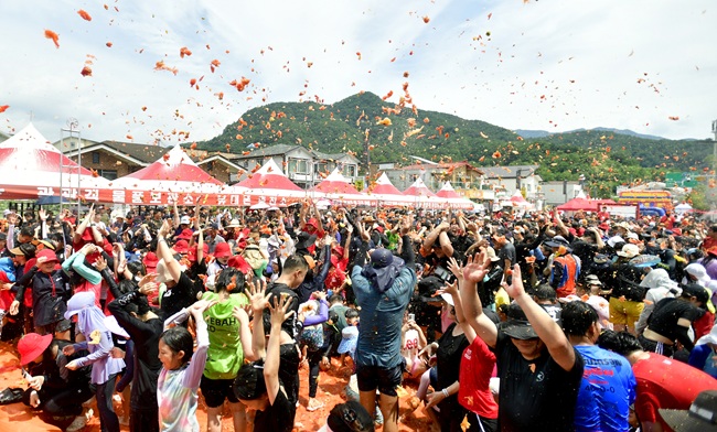 ▲ 2일 주말을 맞아 2025 화천토마토축제장을 방문한 관광객들이 메인 프로그램인 '황금반지를 찾아라' 행사에 참여해 토마토 속에 숨겨진 금반지를 찾고 있다.ⓒ화천군