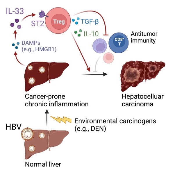 ▲ 논문 요정 정리 그림.ⓒ계명대학교 동산의료원