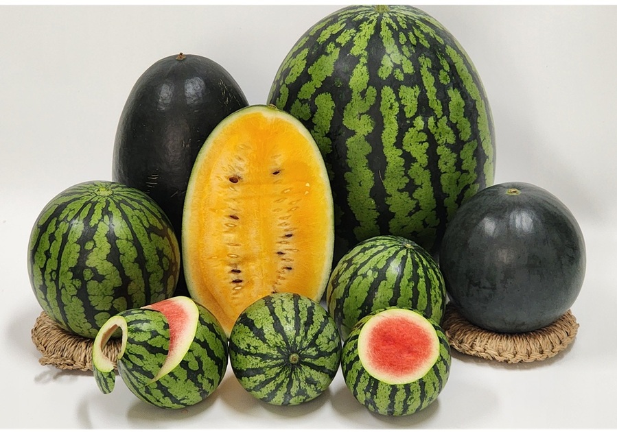 ▲ 진천군 중소형수박 사진. ⓒ진천군