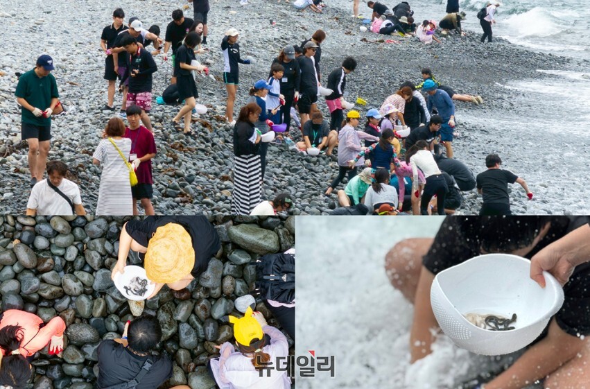 ▲ 전국서 모여든 가족단위 관광객들이 바다미꾸라지 잡기 체험을 즐기고 있다.ⓒ뉴데일리